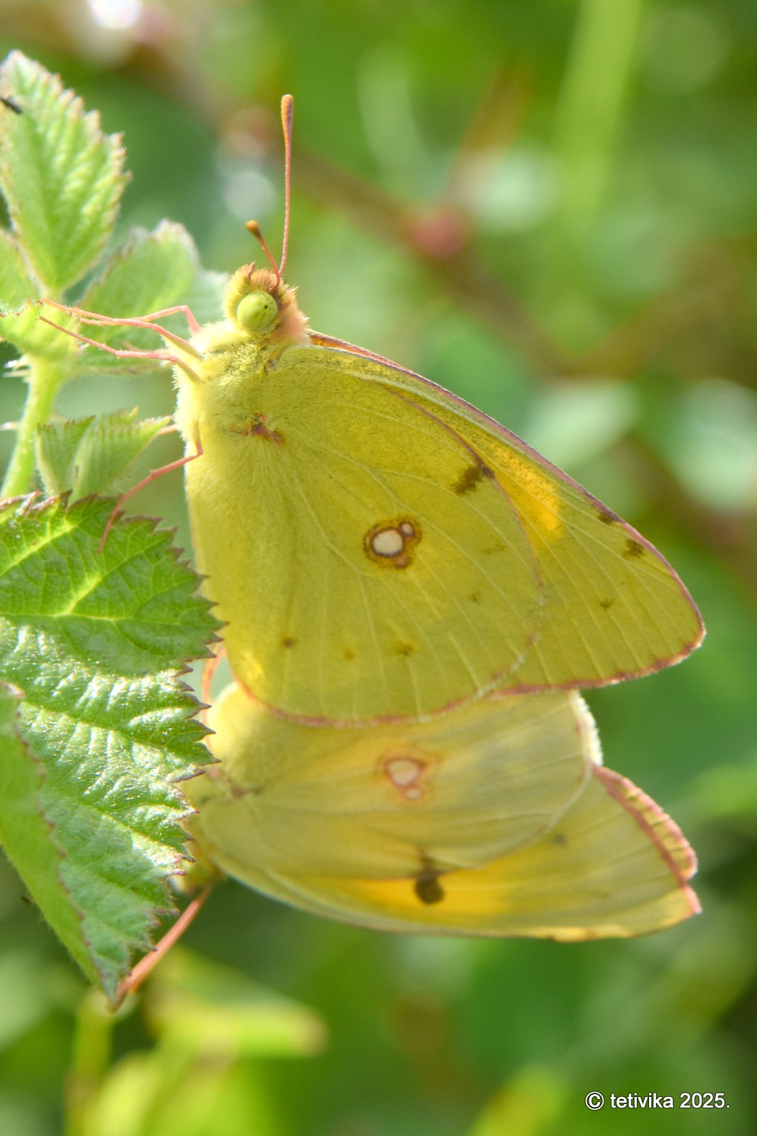 Zlatni poštar, Colias alfacariensis